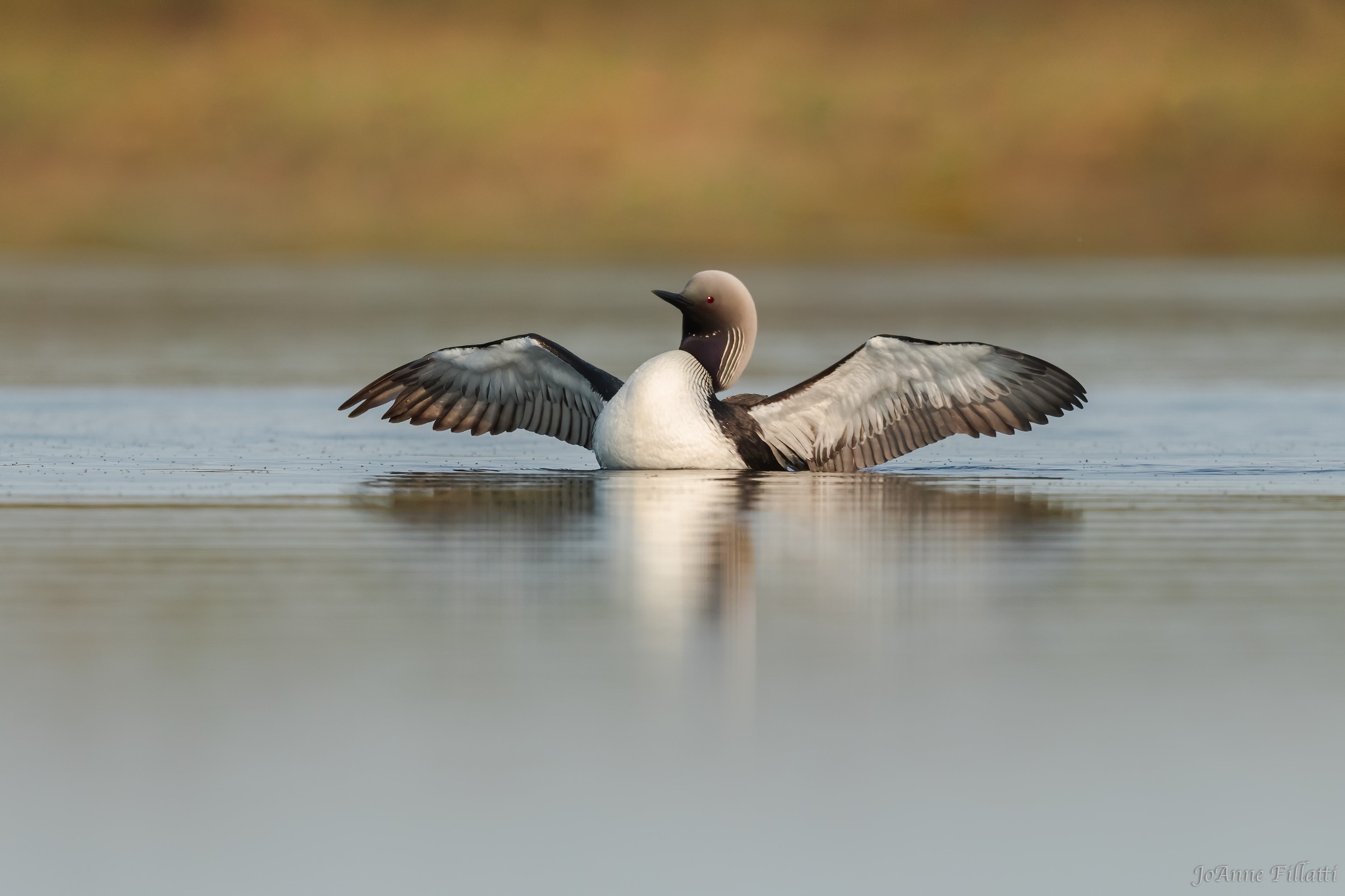 bird of alaska image 7